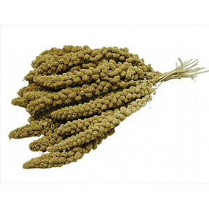 Yellow millet sprays, tied together, close-up view, beige and green, natural texture.
