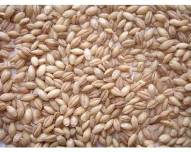 Johnston & Jeff Whole English Barley 20kg Johnston & Jeff Whole English Barley 20kg