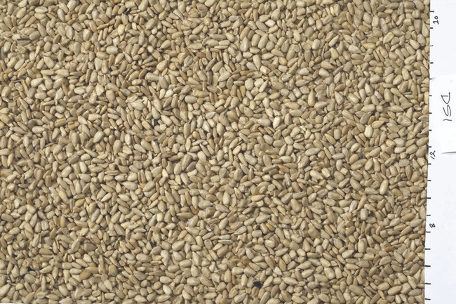 Johnston & Jeff White Sunflowerseed 10kg Johnston & Jeff White Sunflowerseed 10kg