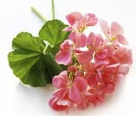 Angel’s Mist Geranium Essential Oil
