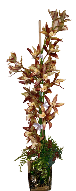 Siense Boat Cymbidium