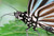 RAYNOXDCR250 - Raynox DCR-250 Super Macro Snap-On Lens, Full-Frame D-SLR Compatible, Compatible