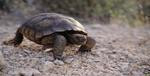 Crawling Turtle License Plate