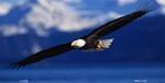 Flying Bald Eagle License Plate