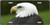 Bald Eagle - Full Color Photography License Plate