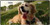 Cocker Spaniel Dog License Plate