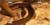 Horse Shoes License Plate