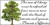 Liberty Tree Bumper Sticker