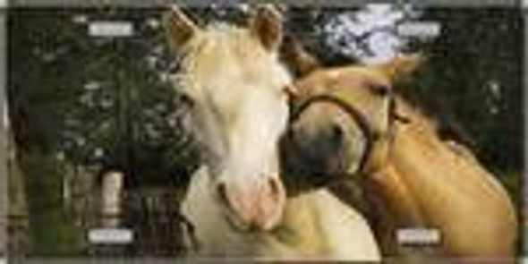 Horses - Sweet on Each Other - Full Color Photography License Plate
