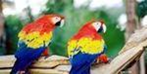 Two Macaws License Plate