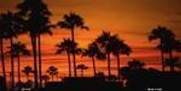 Palm Trees In The Sunset License Plate