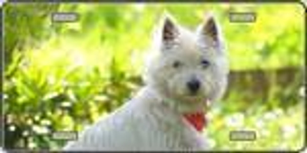 West Highland White Terrier Dog License Plate