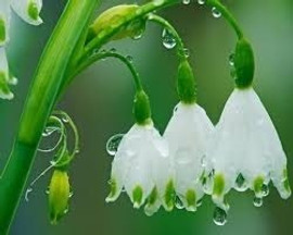 Uncommon Scents Spring Rain Perfume Essence - 1/3 oz roll-top