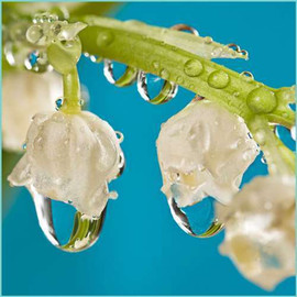 Uncommon Scents Oregon Rain Perfume Essence - 1/3 oz roll-top