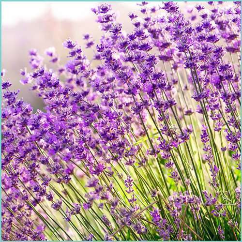 Uncommon Scents French Lavender Essential Oil - 1/3 oz roll-top