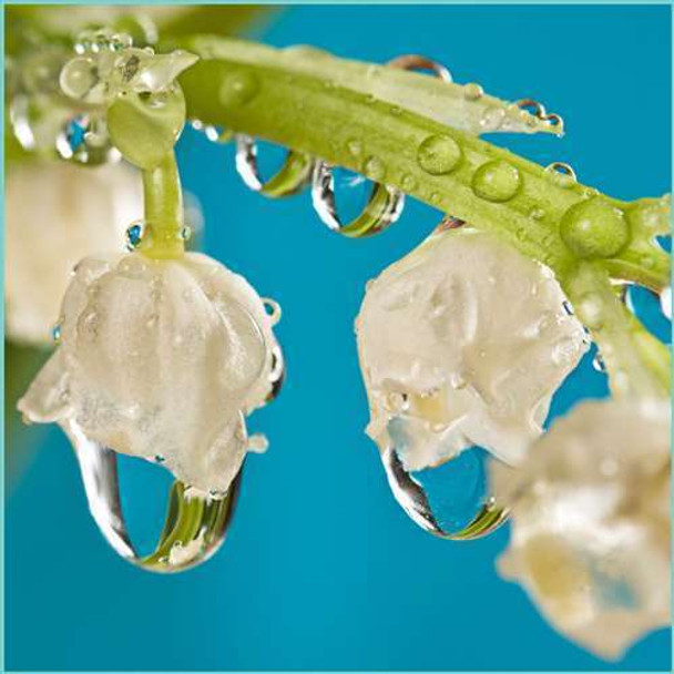 Uncommon Scents Oregon Rain Perfume Essence - 1/3 oz roll-top