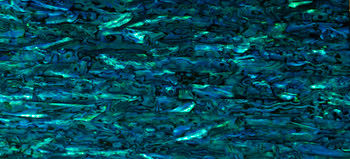 Abalone - Teal Paua 007