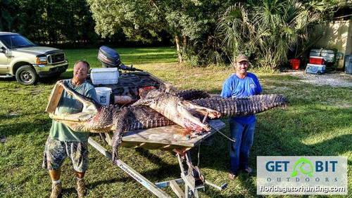 Double up 11FT Gators