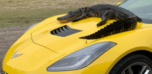 Don’t tell the car rental company!