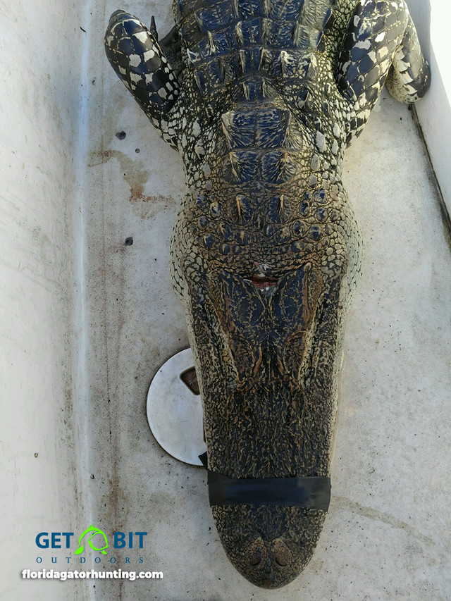 Gator Hunts Gallery