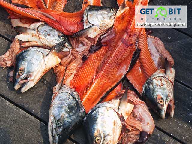 Get bit fishing 1