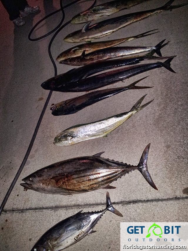 Get bit fishing 18