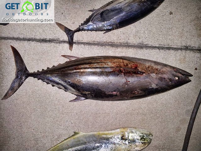 Get bit fishing 19