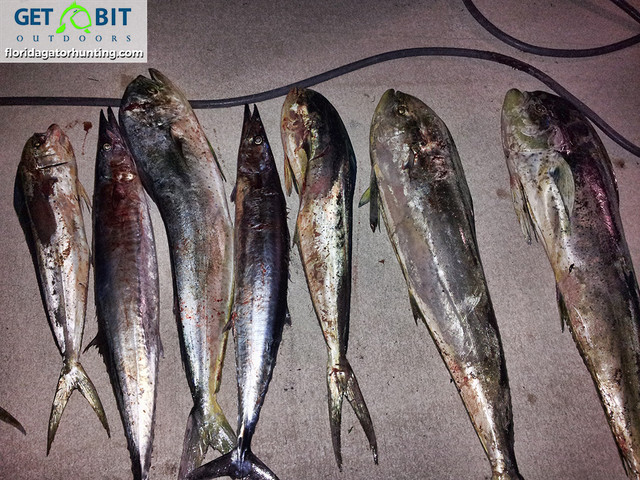 Get bit fishing 20