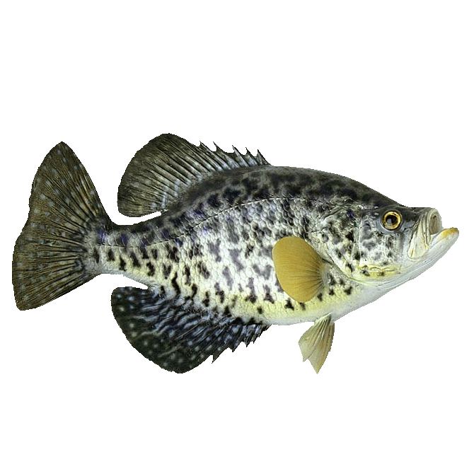 Speckled Perch / Crappie Blanks