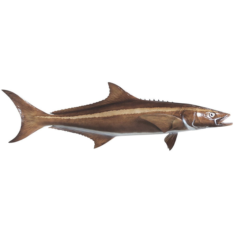 Cobia Blanks