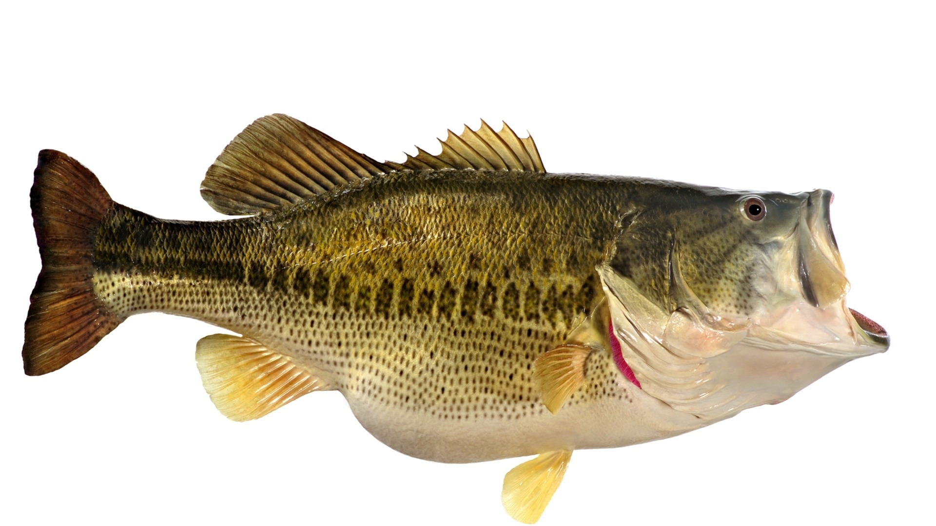 Top 5 Bass Blanks