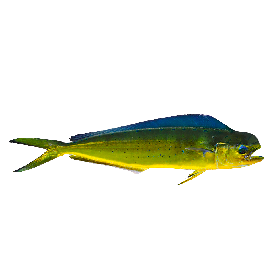 Mahi Blanks