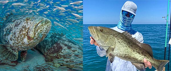 Blanks - Species Specific Blank Suggestions - Grouper Blanks - Get