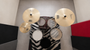 MES Poison Birch/Bubinga 5pc Drum set with Cymbal Pack