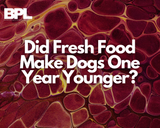 Did Fresh Food Make Dogs One Year Younger? Negative, Ghost Rider.