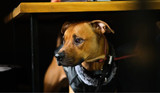 GABA (gamma-aminobutyric acid) for Dogs: What You Need to Know