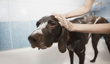 How Often Should You Bathe Your Dog? Here's What You Need to Know