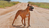 KPV for Dogs: A Natural Peptide for Gut, Skin, & Inflammation