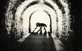 National Black Dog Day: Black Dog Myths, Folklore and the Truth About Black Dogs in Shelters