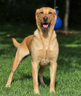 Do Lean Dogs Live Longer? What a Lifelong Labrador Study Found