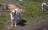 Can Stress Change How Your Dog Digests?