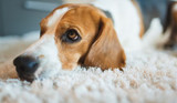 Why Do Dogs Scratch the Carpet – What You Need to Know