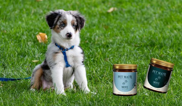 Quercetin for Dogs Everything You Need to Know Plus Safety & Dosage