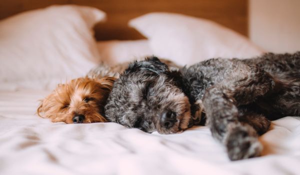 L-Theanine for Dogs: Your Comprehensive Guide - Pet Matrx