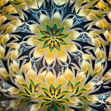 Chrysanthemum