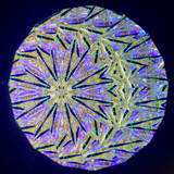 Both regular and UV Black light