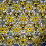 Feathers (CB) Feathers (CB)