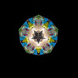 Seascope - Pāua Abalone