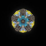 Seascope - Pāua Abalone