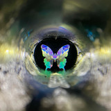 Move your light source instead of turning the cell and you'll see the colors magically change before your eyes!